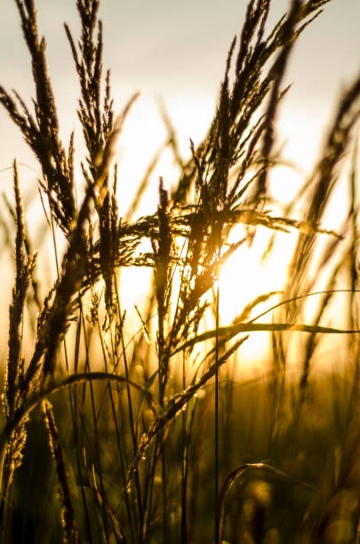 istock evening sunset in a field of dry grass 1297940470