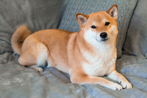 Red dog breed Shiba inu is lying on the grey sofa at home. Front view