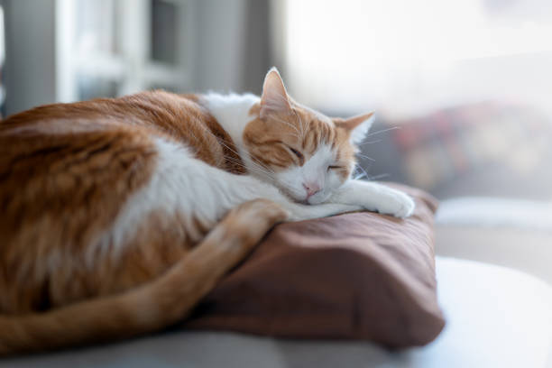 istock brown and white cat sleeps on a pillow. close up 1297941433