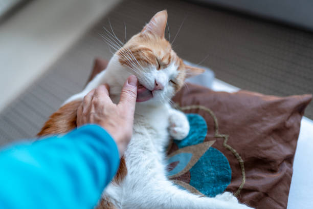 istock brown and white cat lying on a pillow, licks a human finger. close up 1297941451