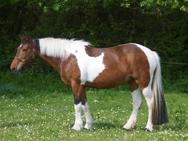 A pretty skewbald horse stands in a paddock.