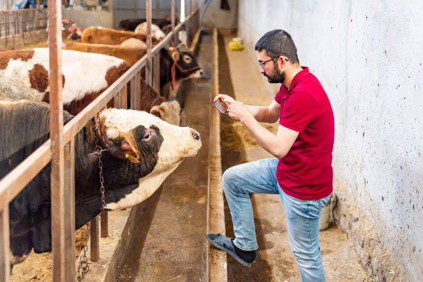 istock Smart Agritech livestock farming. Young farmer using a smart phone and statistics wireless on a smart phone app in a modern barn. Reading a dairy cows data ear tag 1297941659
