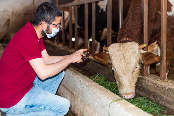 Smart farm joven granjero usando máscara contra el virus corona. la industria agrícola, la agricultura, las personas y el concepto de cría de animales - el primer plano del hombre o agricultor que alimenta a la vaca con heno en el cobertizo en la granja lechera