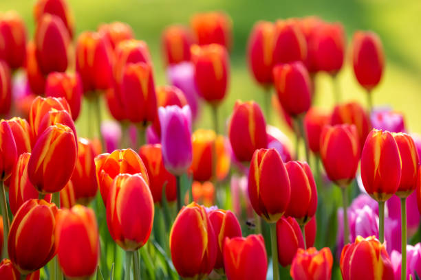 istock Red and purple tulip flowerbed 1297942415