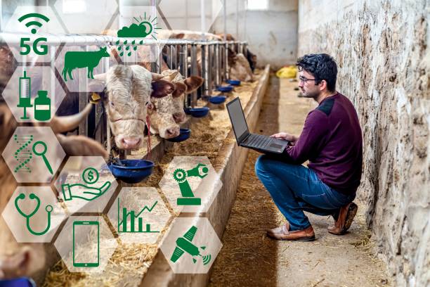 Smart and modern livestock farming concept. Young farmer using a laptop and statistics wireless on a PC app in a modern barn. Reading a dairy cows data ear tag. Development trends and future orientation in animal husbandry stock pictures, royalty-free photos & images