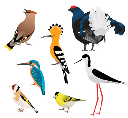 Birds isolated on white background. Vector illustration set