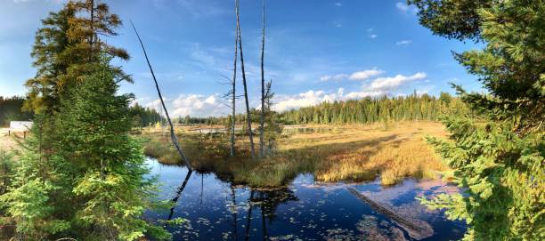 istock Kanadisches Moorland 1297942857