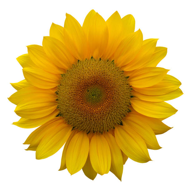 istock Sunflower isolated on white background 1297944460