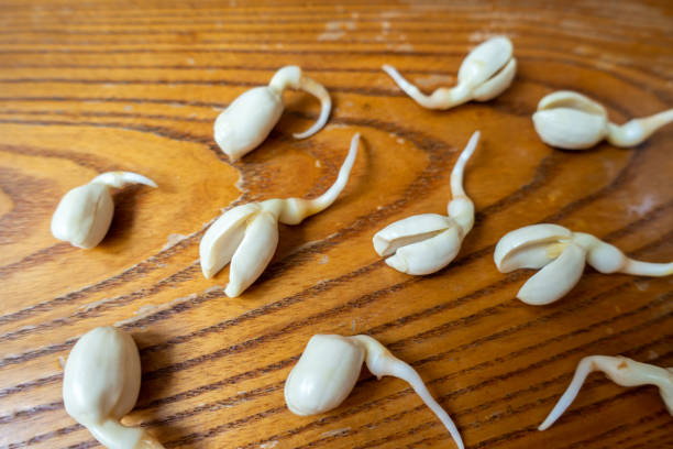 peanuts sprouted - peanut peanut crops plant root imagens e fotografias de stock