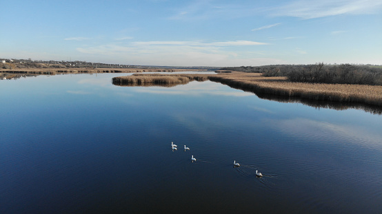 The estuary of a river with blue water. On the bank and in the middle of the river there are dry grass and reeds. There are village with small houses on the shore. White swans float on the river
