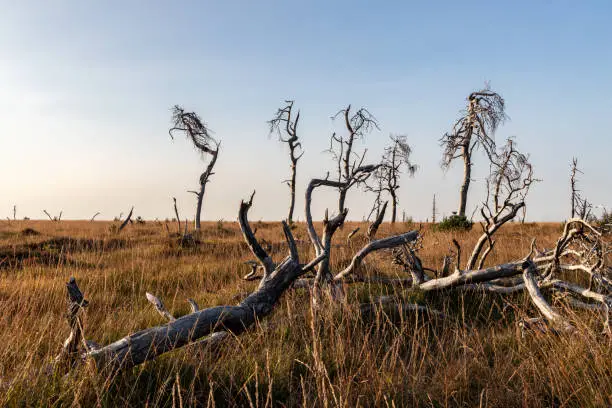 Photo of Dead trees in the High Venn