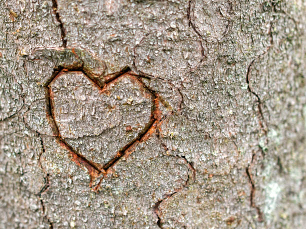 istock Heart shape on tree trunk in nature. 1297948688