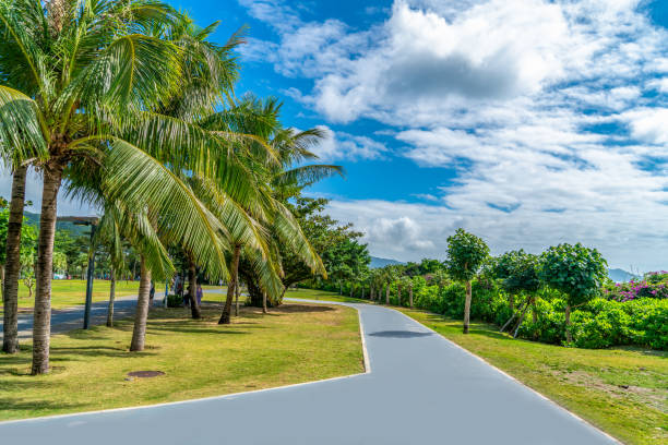 istock Park landscape road tropical palm grove 1297948773