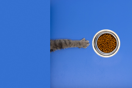The hungry cat managed to pull the dry cat food bowl on the blue table towards itself. It has been studied with real cats. British Shorthair. Shot from above with Canon EOS R5