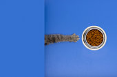 Very delicious cat food. The hungry cat managed to pull the dry cat food bowl on the blue table towards itself.