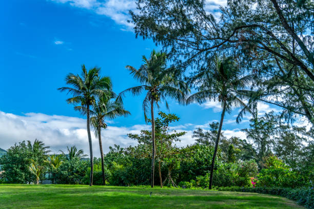 istock Tropical plants palm grove natural landscape 1297949161