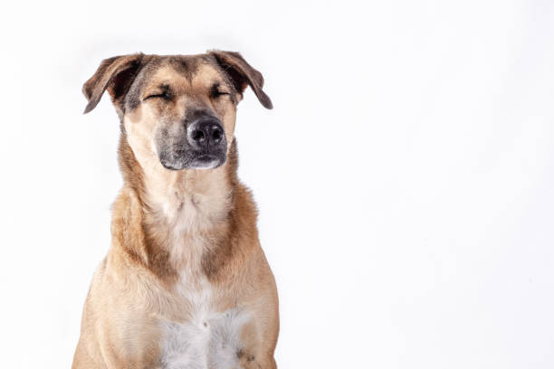 istock Close studio head shot of a tan and brown dog 1297949224