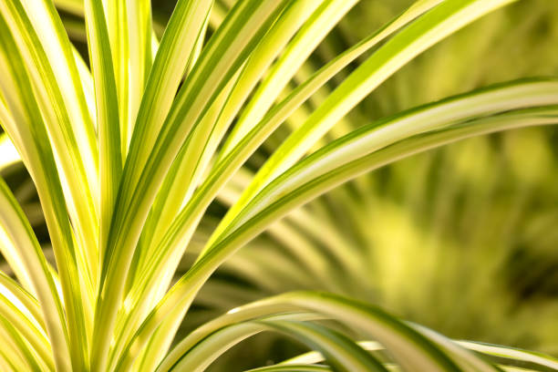 istock Close-up of green leaves 1297949441