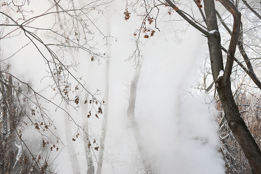 Winter, branches, water vapor
