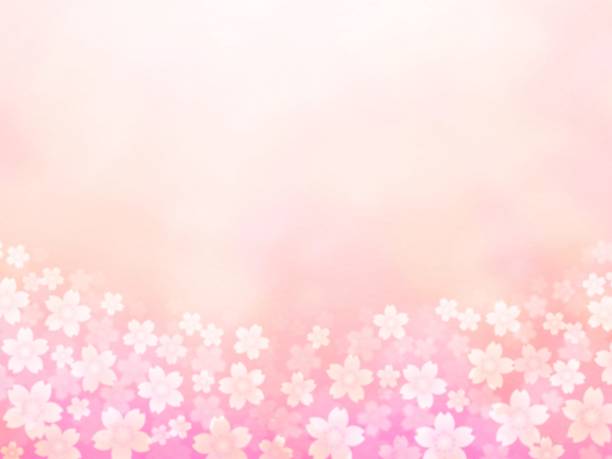 ilustrações, clipart, desenhos animados e ícones de ilustração de flores de cerejeira florescendo na parte inferior da tela. - blossom cherry blossom tree white
