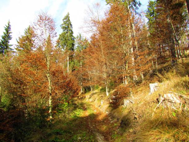 broadleaf лес с осенними листьями с солнечным светом, сияющим на земле в словении - autumn light leafes color image стоковые фото и изображения