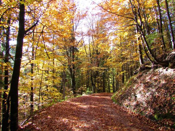 istock Mixed conifer and broadleaf forest in vibrant yellow, orange and red autumn colors with sunlight shining on the ground in Slovenia 1297952004