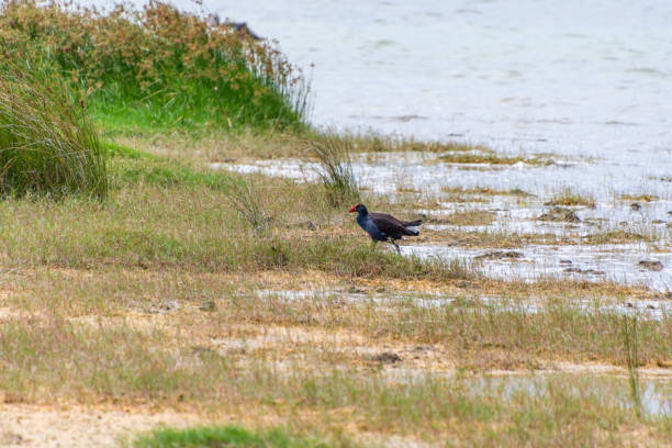 фиолетовый swamphen на озере ричмонд и является важной экосистемой для тромболитов и водотоков. - waterbirds стоковые фото и изображения