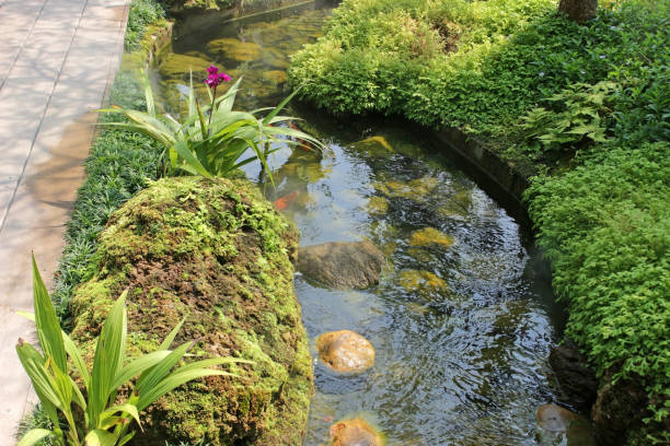 istock Small river in a garden with tropical plants and mossy rocks 1297956991