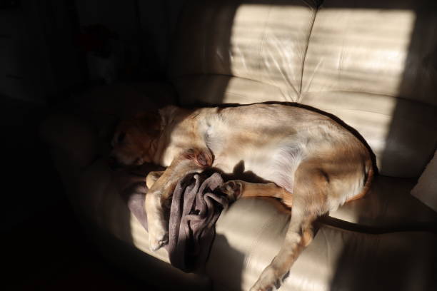 istock Golden Retriever Labrador 1297957048