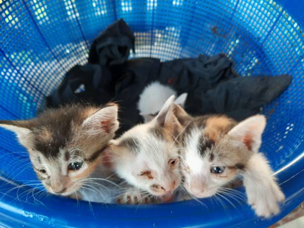 istock Four kittens in a blue basket 1297957983