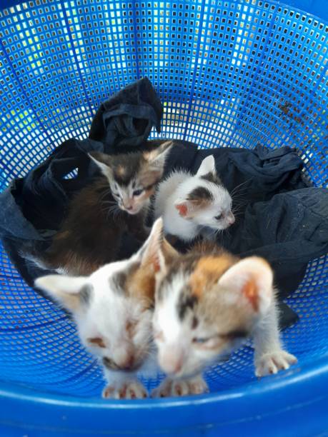 istock Four kittens in a blue basket 1297957985