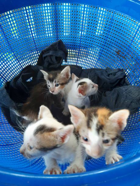 istock Four kittens in a blue basket 1297957988