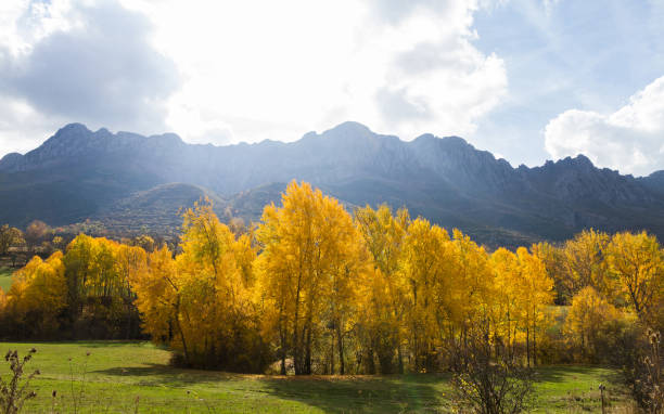 Autumnal Yellow Poplars and mountains - Chopos Amarillos Otoñales y montañas stock photo
