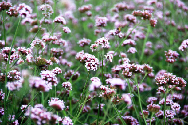 istock Purple flowers for background. 1297958507