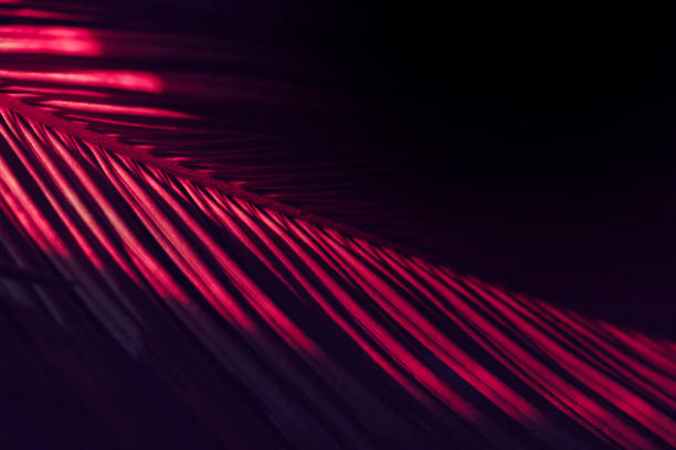 istock Close up beautiful palm leaf in RED light. Minimalism retro style concept. Background pattern texture for design. 1297959287