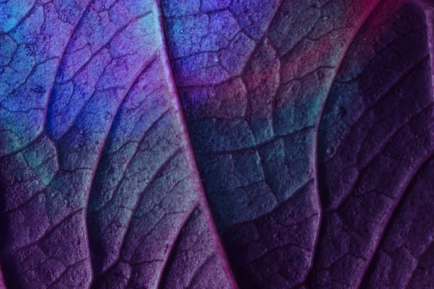 istock Close up Beautiful abstract leaf in colorful light. Minimalism modern style concept. Black background pattern for design. 1297959356
