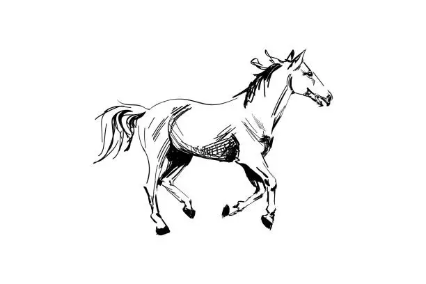 Vector illustration of Horse hand drawn sketch