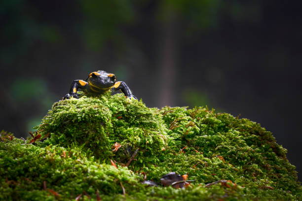 salamandra salamandra - salamandra fotografías e imágenes de stock