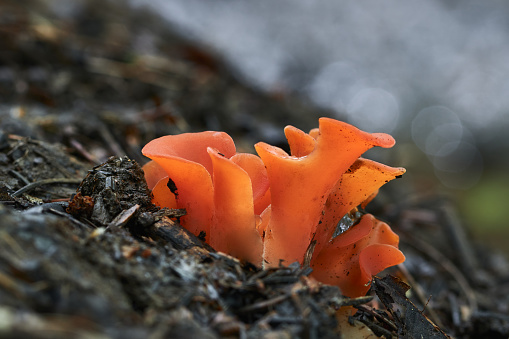 Mushroom resembling a jelly with a beautiful red or orange color