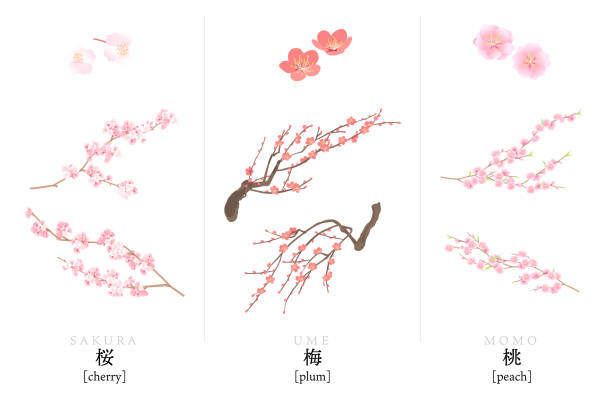 ilustrações, clipart, desenhos animados e ícones de ilustração vetorial de flores de cerejeira, ameixas e pêssegos - cherry blossom blossom cherry tree sakura