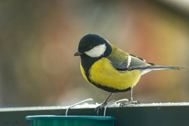 istock Yellow-black Great Tit bird (Parus major) perched on a railing, winter view 1297961749
