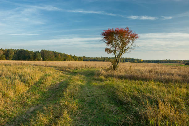 istock Dirt road in the meadow and a lonely red tree 1297961780