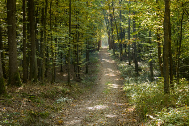 istock Dirt road through the forest on a sunny October day 1297961783