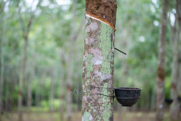 istock Rubber Latex extracted from rubber tree or Hevea Brasiliensis 1297961883