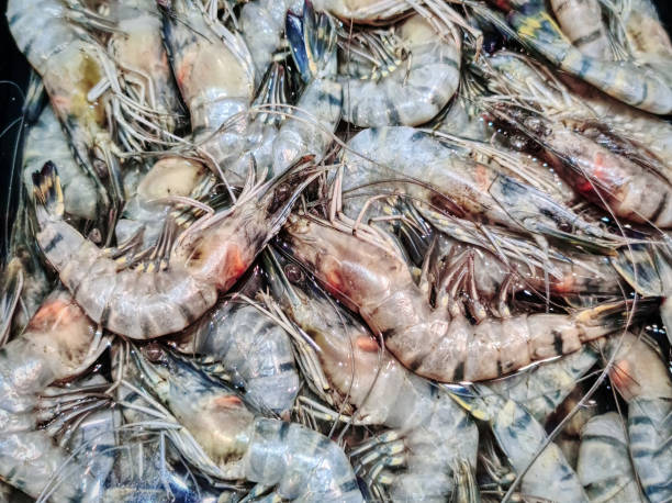 fond plein cadre des crevettes fraîches de tigre à vendre au stalle de marché - 2548 photos et images de collection