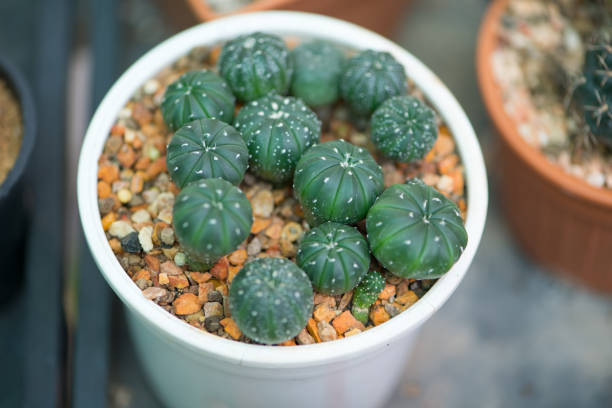 Astrophytum asterias cactus in pot show part of plant