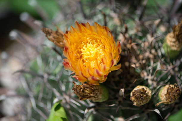 istock flower of Ferocactus 1297962602