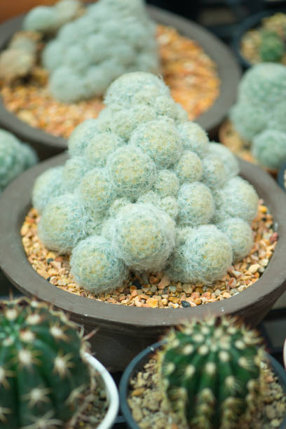 istock Mammillaria plumosa cactus in pot 1297963199
