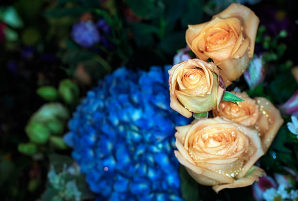 istock beautiful flowers wall background with amazing roses 1297963250