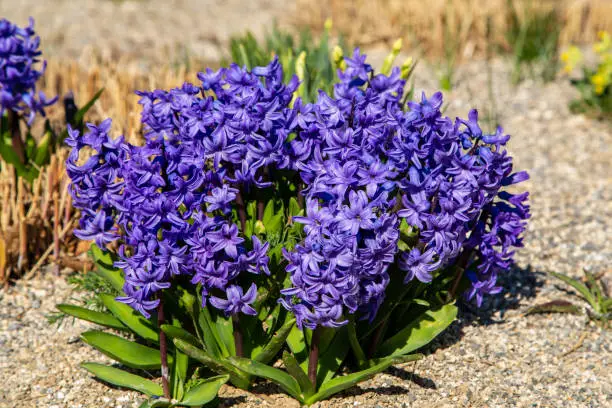 Blue hyacinths (Hyacinthus orientalis) in the garden